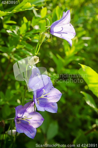 Image of Flowering bells, close-up