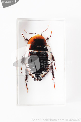 Image of Cockroach