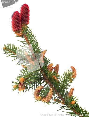 Image of Branch of Norway spruce