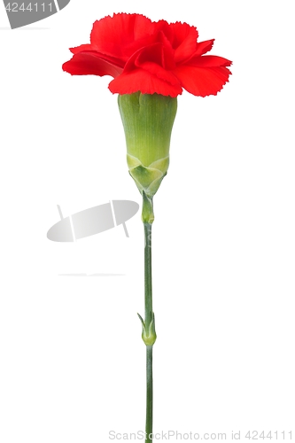 Image of Carnation flower on white