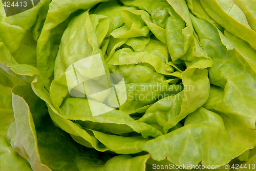Image of Lettuce