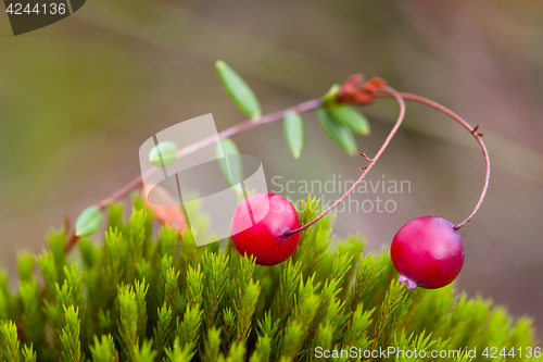 Image of Berry cranberries on moss