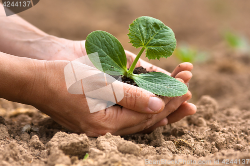 Image of seedling with soil in hands of woman