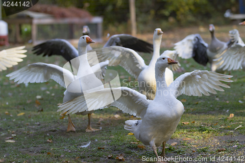 Image of Geese in outdoor enclosure