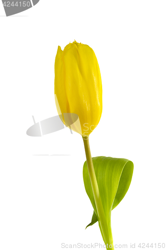 Image of Yellow Tulip