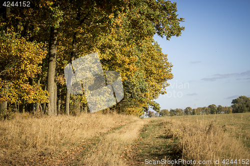 Image of Autumn forest impressions