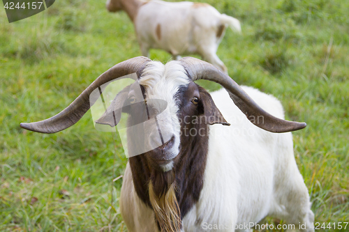 Image of Billy goat