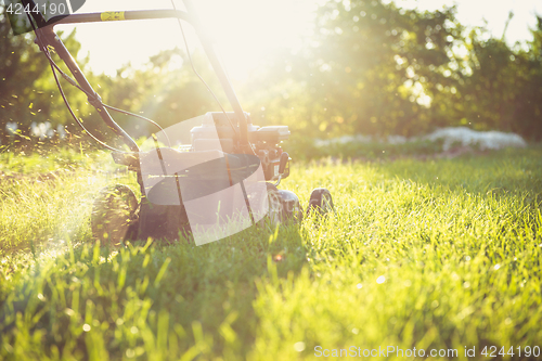 Image of Young man mowing the grass