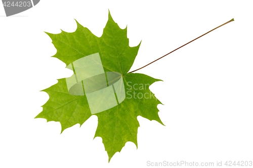 Image of Spring maple leaf