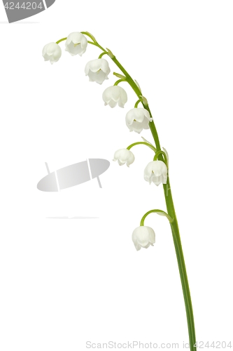 Image of Lily of the valley