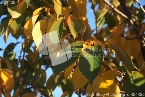 Image of autumn leaves