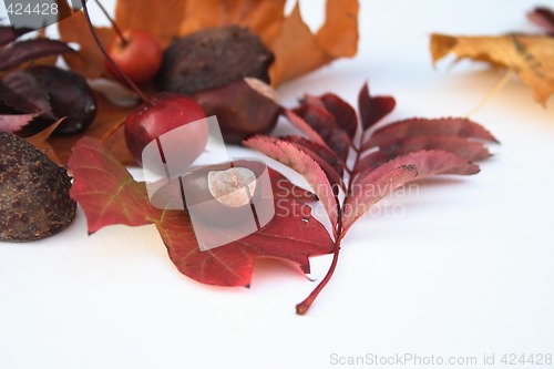 Image of natural items of autumn