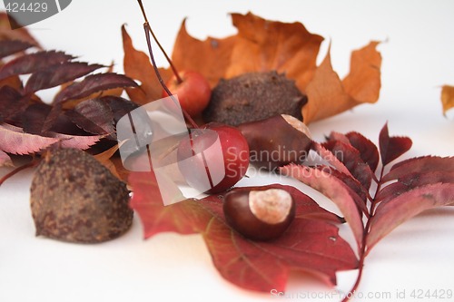 Image of natural items of autumn