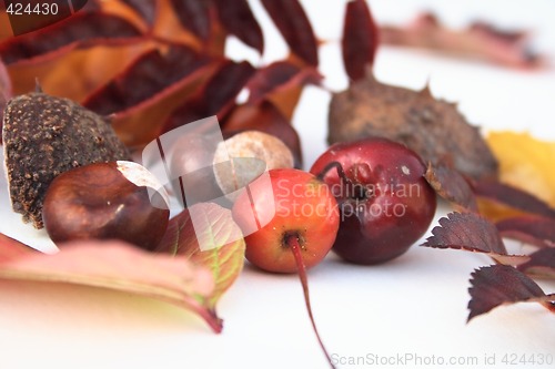 Image of natural items of autumn