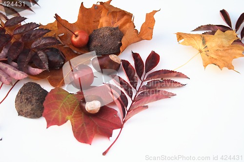 Image of natural items of autumn