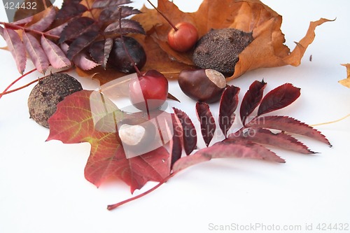 Image of natural items of autumn