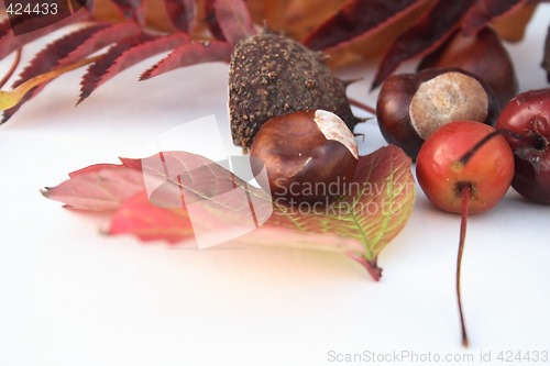 Image of natural items of autumn