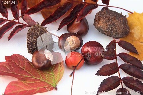 Image of natural items of autumn