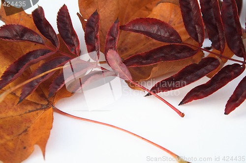 Image of autumn leaves