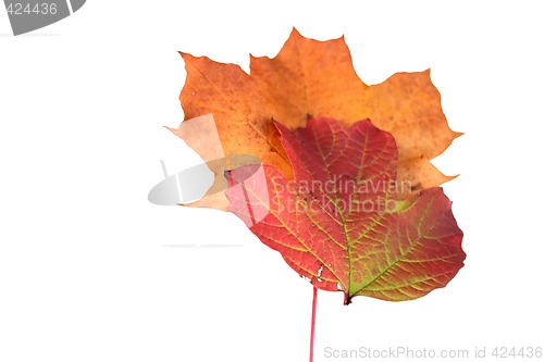 Image of autumn leaves