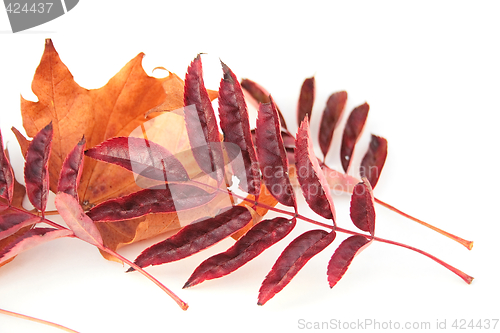 Image of autumn leaves