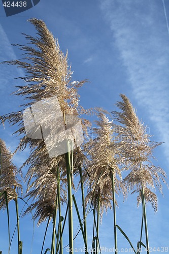 Image of pampas grass