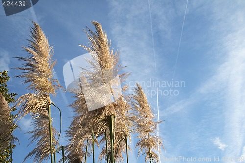 Image of pampas grass