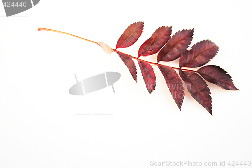 Image of autumn leaves