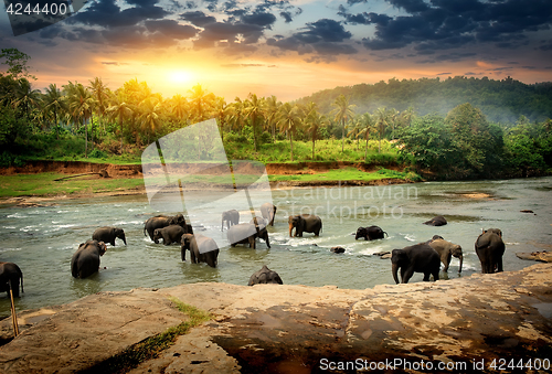 Image of Elephants in jungle