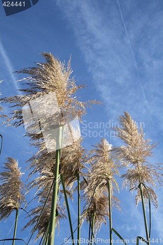 Image of pampas grass