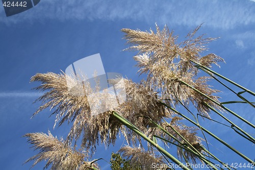 Image of pampas grass