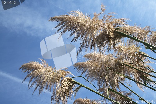 Image of pampas grass