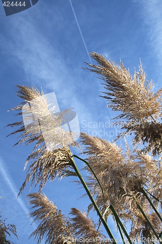 Image of pampas grass