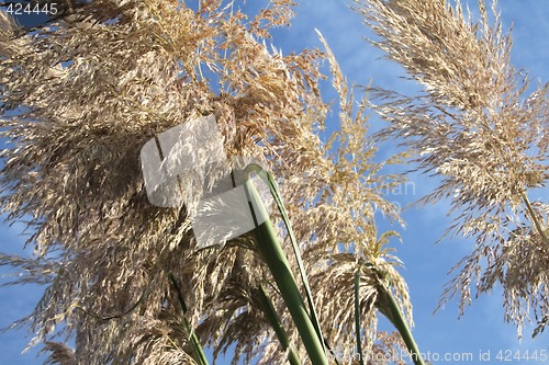 Image of pampas grass