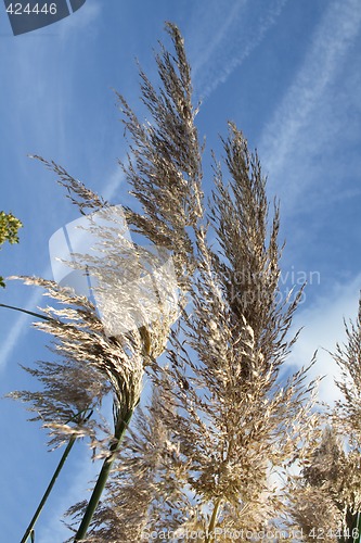 Image of pampas grass