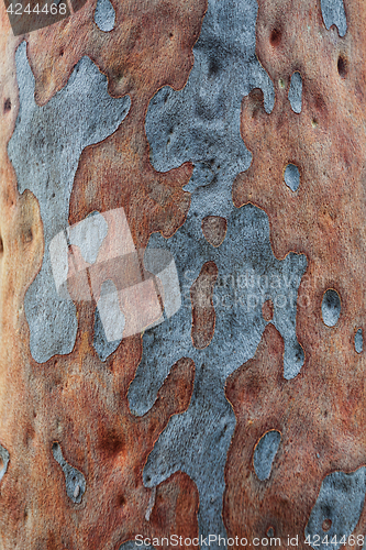 Image of Spotted gum tree eucalyptus maculata