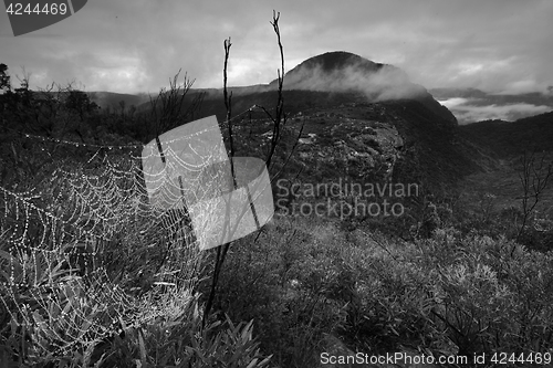 Image of Dew covered web and misty Mt Banks