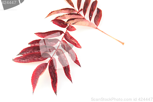 Image of autumn leaves