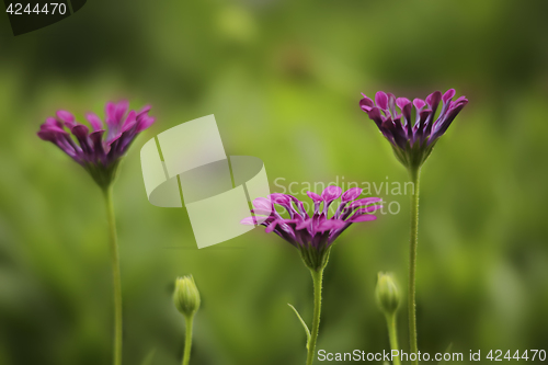 Image of Flower petals curled up at dusk