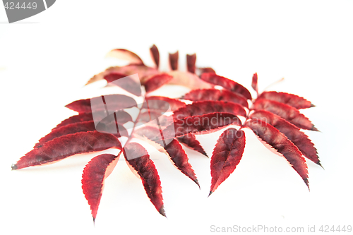 Image of autumn leaves