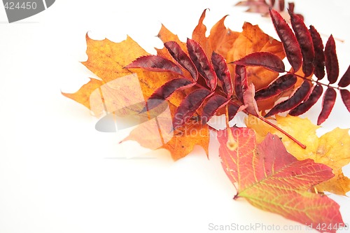 Image of autumn leaves