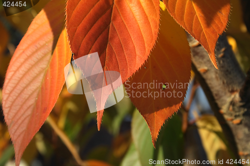 Image of rusty autumn leaves