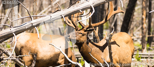 Image of Male Bull Elk Weathering Harsh Sun Feeding Yellowstone