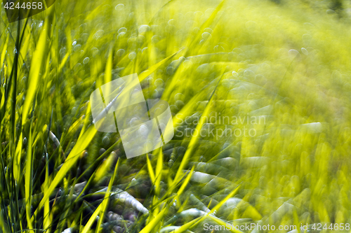 Image of Green grass abstract background