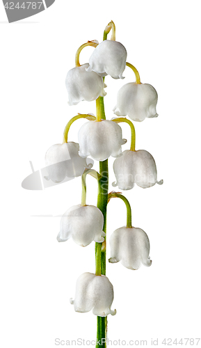 Image of Closeuup inflorescence lily of the valley