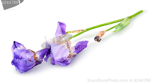 Image of Single iris flower lying