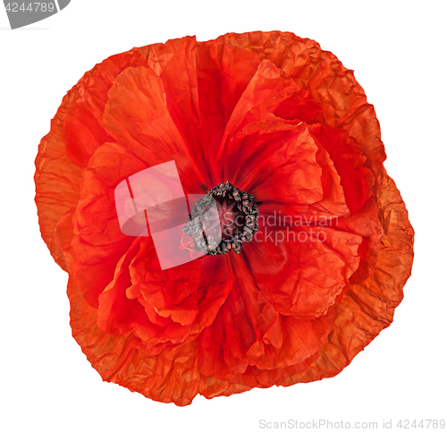 Image of Closeup red poppy flower