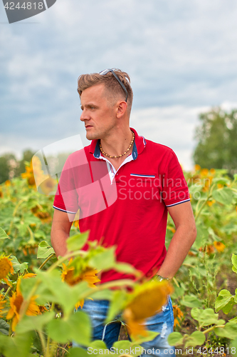Image of man in the sunflower field