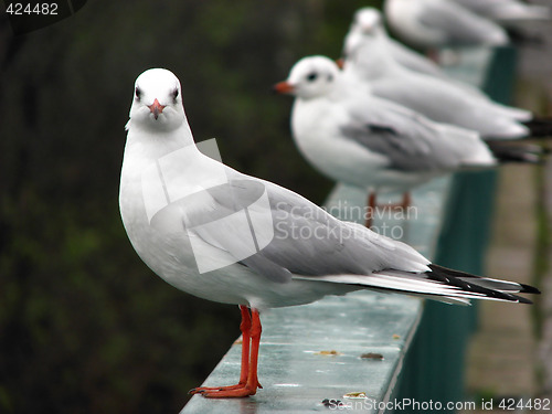 Image of Pigeon looking into the camera