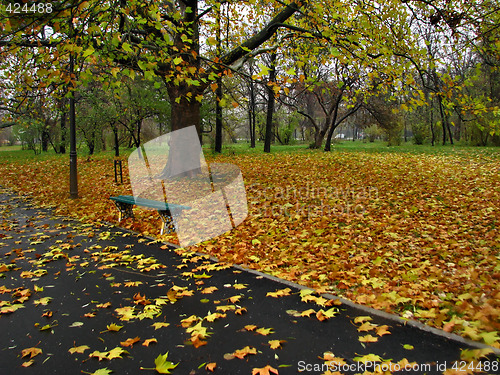 Image of Autumn falling leaves